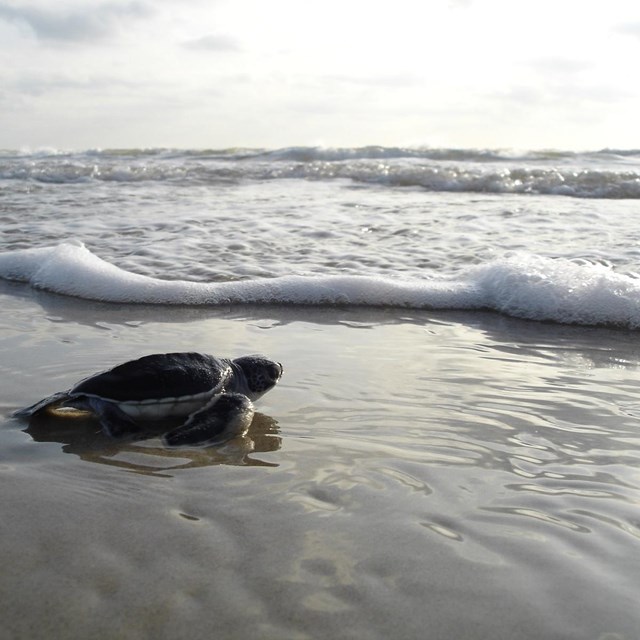 Green sea turtle hatchling faces the Gulf surf.